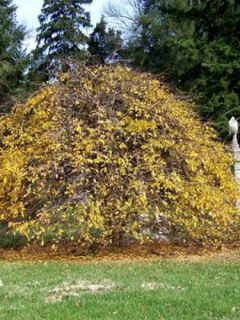 Charme commun 'Pendula'