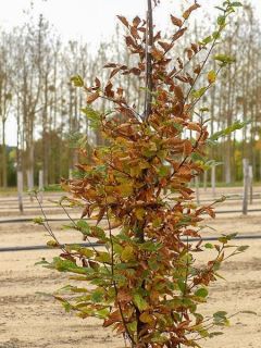 Charme commun 'Stegemanns Primus'