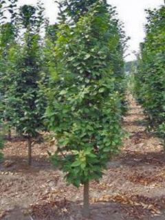 Carpinus betulus Lucas - Charme commun
