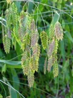Chasmanthium latifolium - Uniola latifolia