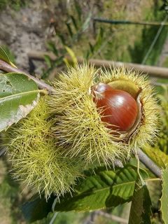 Châtaignier Maraval - Castanea sativa Châtaignier Maraval - Castanea sativa