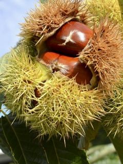 Châtaignier 'Marigoule' Châtaignier 'Marigoule'