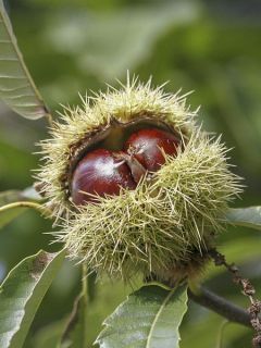 Châtaignier Marlhac - Castanea sativa Châtaignier Marlhac - Castanea sativa