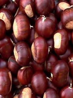 Châtaignier 'Marron de Lyon' Châtaignier 'Marron de Lyon'