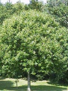 Châtaignier commun - Castanea sativa 