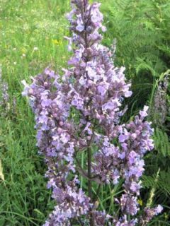 Chataire Anne's Choice - Nepeta nuda