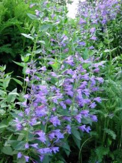 Nepeta sibirica Souvenir d Andre Chaudron