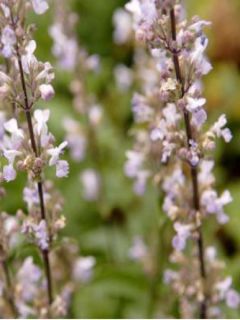 Nepeta nuda Purple Cat - Chataire