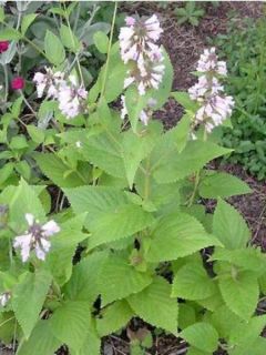 Chataire subsessile 'Sweet Dreams'