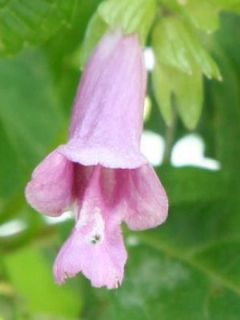 Chelonopsis moschata