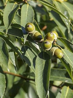 Chêne à feuilles de myrsine Chêne à feuilles de myrsine