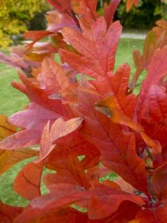 Quercus x warei Chimney Fire - Chêne Quercus x warei Chimney Fire - Chêne