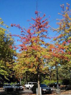 Chêne des marais, Chêne épingle Chêne des marais, Chêne épingle