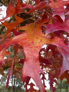 Chêne écarlate 'Splendens' Chêne écarlate 'Splendens'