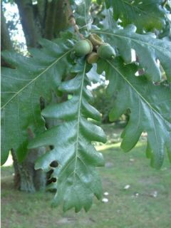 Chêne frainetto Chêne frainetto