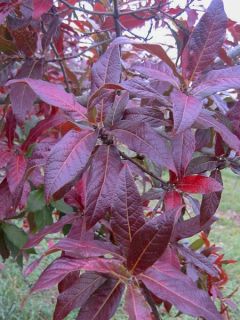 Quercus rysophylla Maya - Chêne à feuilles craquelées Quercus rysophylla Maya - Chêne à feuilles craquelées