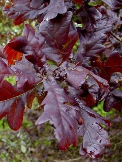 Chêne pourpre - Quercus robur Purpurascens Chêne pourpre - Quercus robur Purpurascens