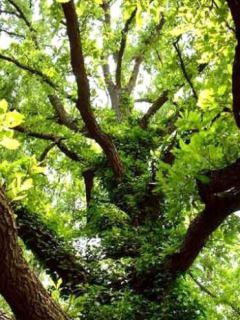 Chêne sessile Chêne sessile