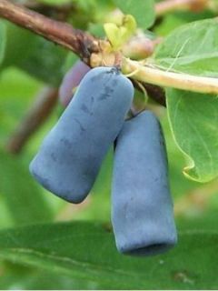 Chèvrefeuille à baies de Mai