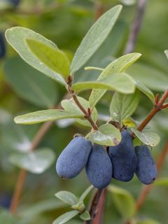 Chèvrefeuille à baies de miel 'Sweet Myberry'