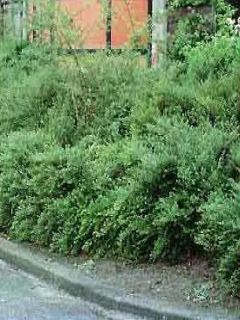 Chèvrefeuille à cupule