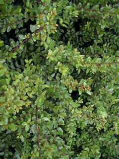 Chèvrefeuille à feuilles de buis 'Elegant'