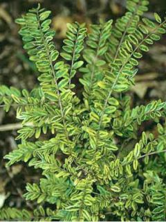 Chèvrefeuille à feuilles de buis 'Lemon Beauty'