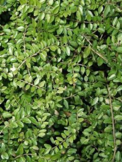 Lonicera nitida Maigrün - Chèvrefeuille arbustif.