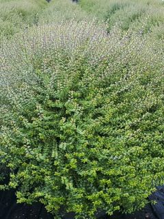 Lonicera nitida Scoop - Chèvrefeuille à feuilles de buis