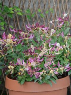 Chèvrefeuille 'Chic & choc® 'inov205' ' Chèvrefeuille 'Chic & choc® 'inov205' '