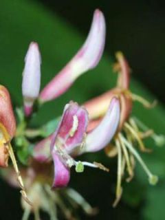 Chèvrefeuille de Henry - Lonicera henryi Chèvrefeuille de Henry - Lonicera henryi