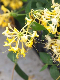 Chèvrefeuille Scentsation, chèvrefeuille des bois Scentsation Chèvrefeuille Scentsation, chèvrefeuille des bois Scentsation