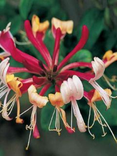 Chèvrefeuille des bois 'Serotina' Chèvrefeuille des bois 'Serotina'