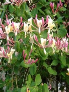 Chèvrefeuille, Lonicera caprifolium Chèvrefeuille, Lonicera caprifolium