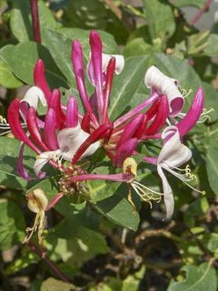 Chèvrefeuille du Japon 'Dart's World'