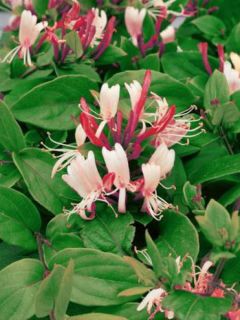 Chèvrefeuille du Japon 'Red World'