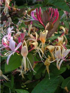 Chèvrefeuille du Japon 'Sinensis'