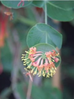 Chèvrefeuille - Lonicera x heckrotii Firecracker®