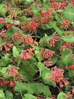 Lonicera (x) brownii - Chèvrefeuille grimpant de Brown