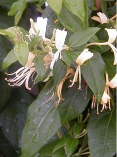 Chèvrefeuille similis delavayi