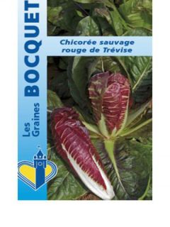 Chicorée Rossa Di Treviso 2 AB 