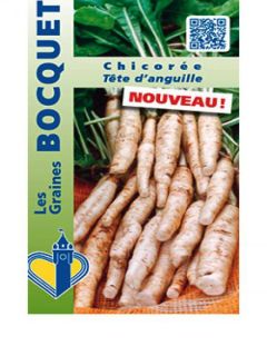 Chicorée à large feuille Tête d'Anguille