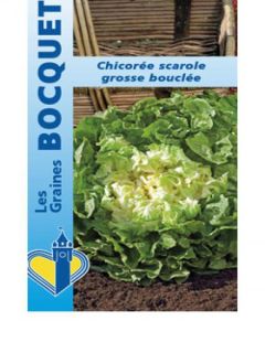 Chicorée scarole Grosse Bouclée - Cichorium endivia