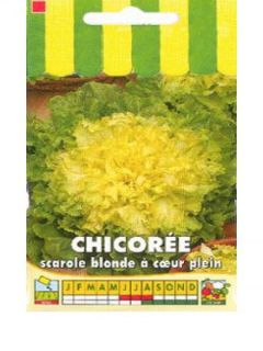 Chicorée scarole Blonde à Coeur Plein - Cichorium endivia
