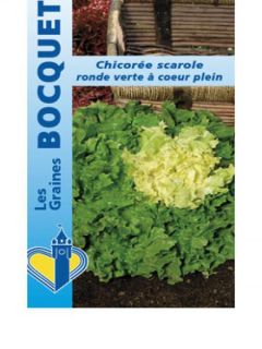 Chicorée scarole Ronde Verte à Coeur Plein - Cichorium endivia
