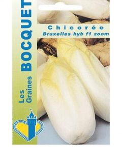 Chicorée 'Witloof' HYB F1