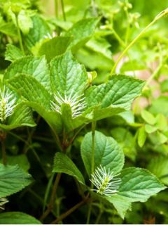 Chloranthus fortunei - Chlorantus de Fortune.