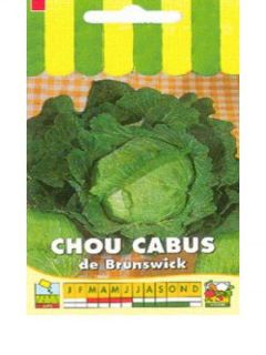 Chou cabus 'De Brunswick'