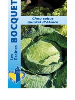 Chou cabus 'Quintal d'Alsace' Chou cabus 'Quintal d'Alsace'