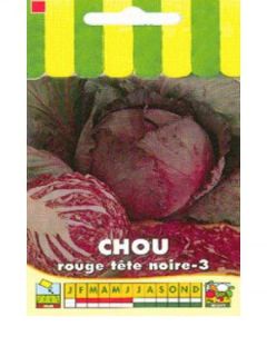 Chou cabus 'Tête noire'